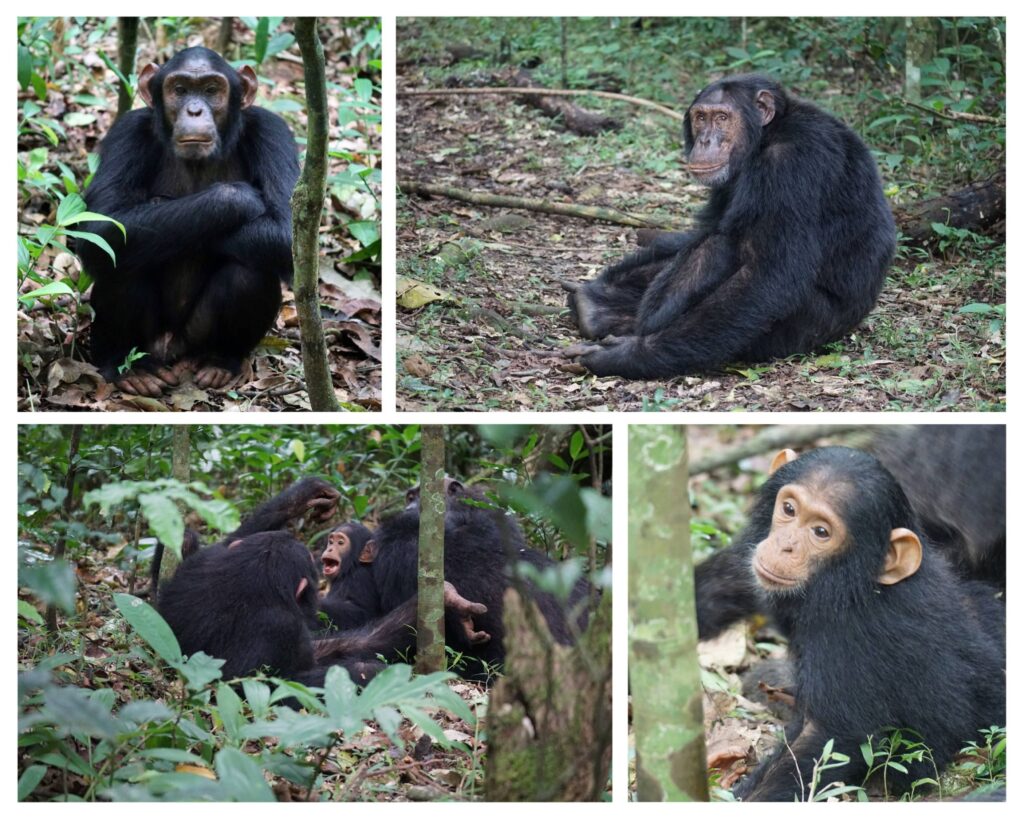 Chimpanzees in Kibale, Uganda