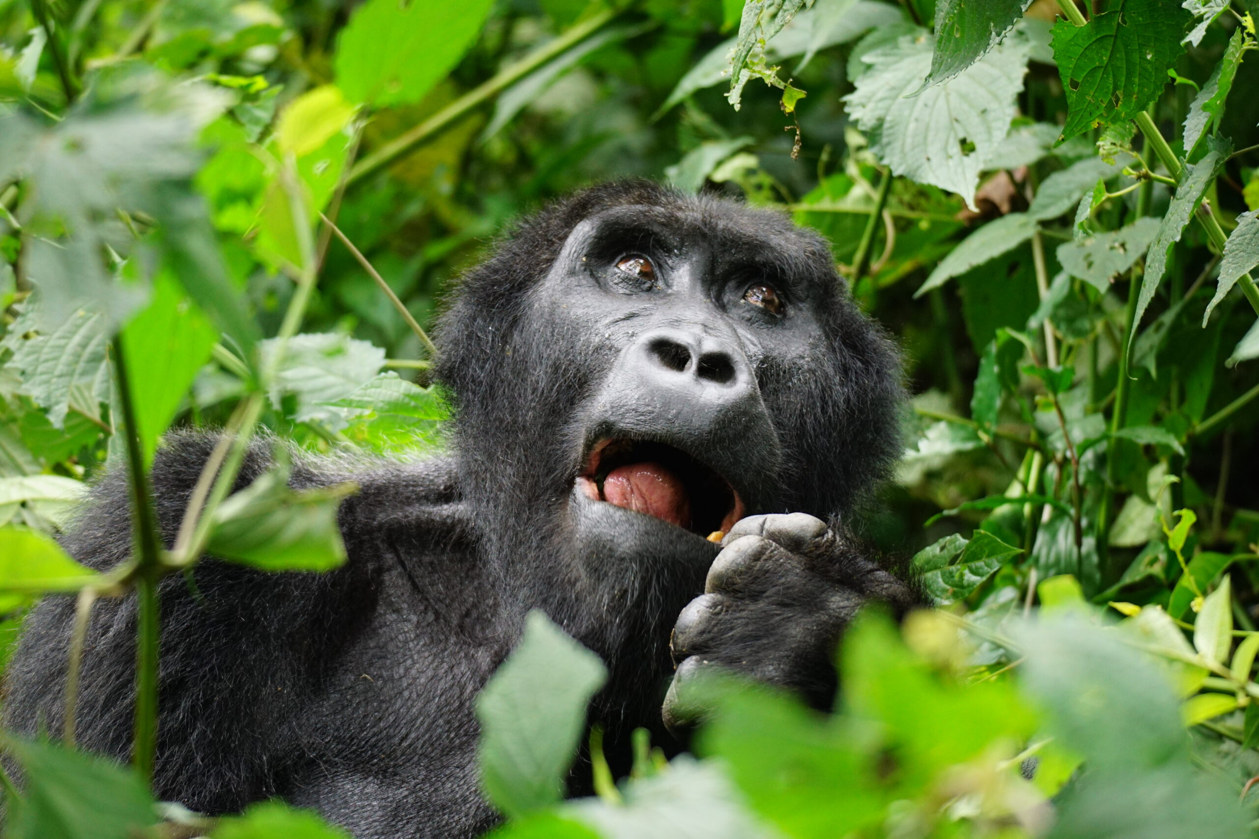 A gorilla in Uganda's Bwindi Impenetrable National Park