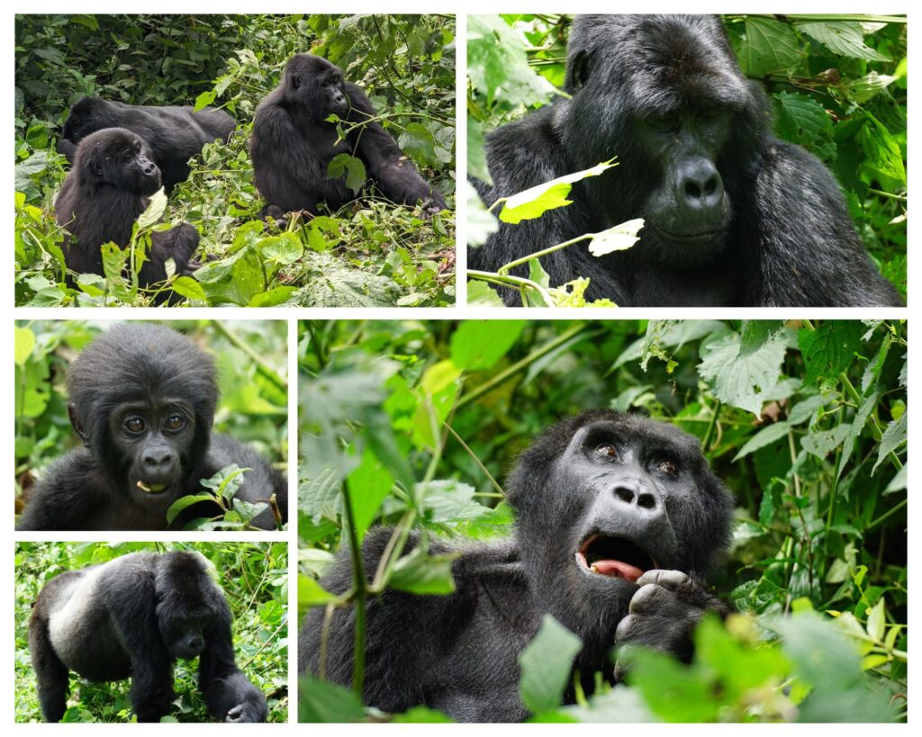 Mountain Gorillas in Bwindi Impenetrable National Park, Uganda