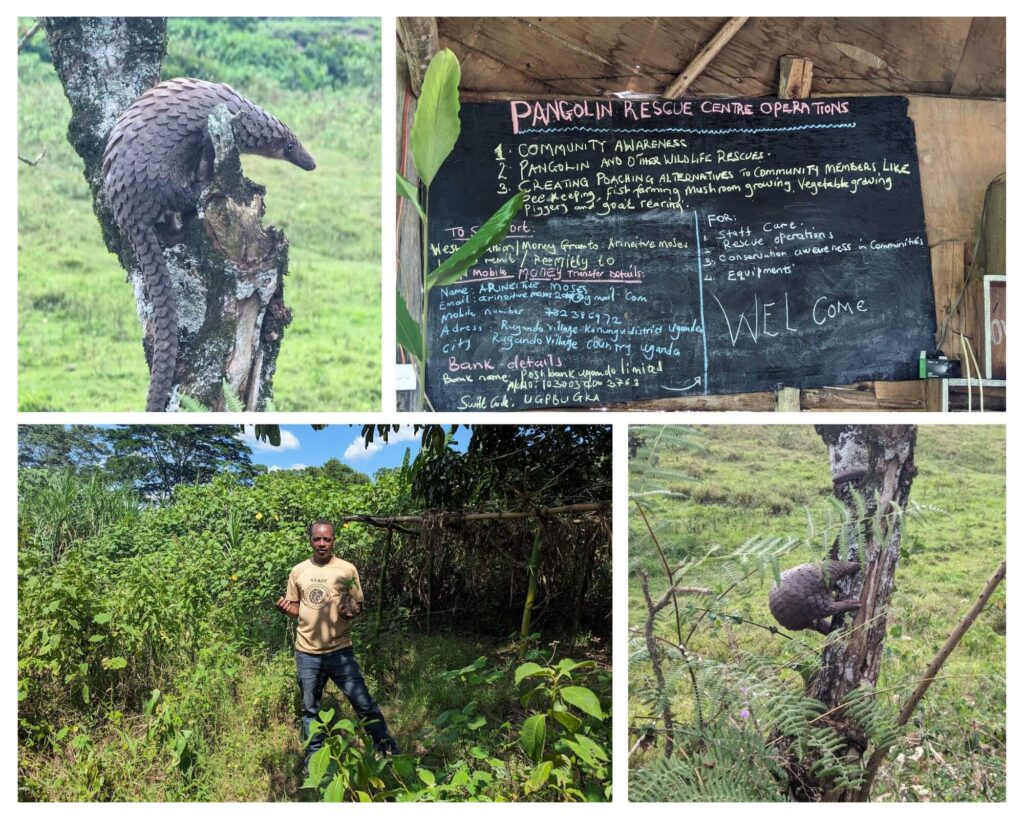 A pangolin sanctuary in Bwindi, Uganda