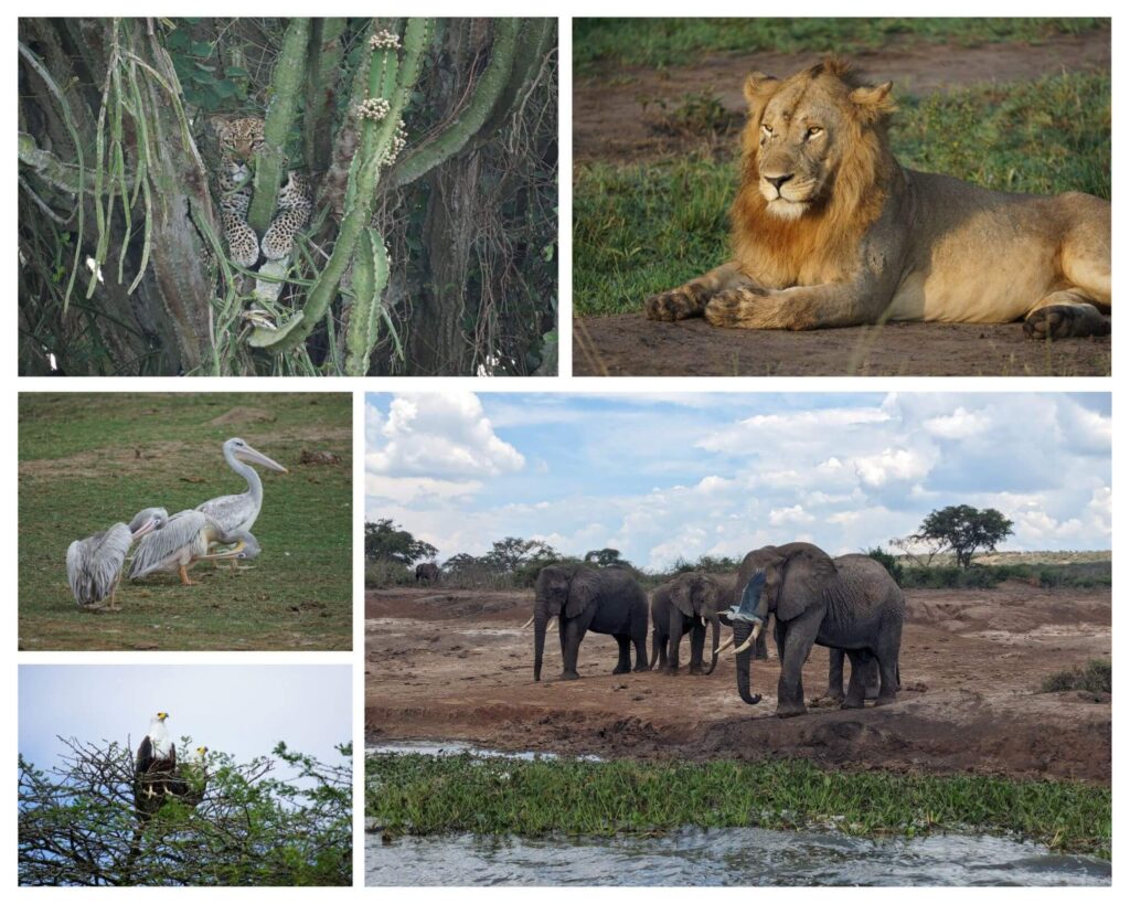 Safari in Queen Elizabeth National Park, Uganda