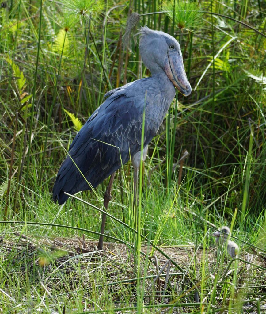 A shoebill in Mabamba Swamps, Uganda